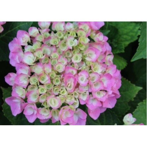 Hydrangea Setsuka-Yae 1 Plants Shade Mophead macrophylla Hydrangea Setsuka-Yae 1 Plants Shade Mophead macrophylla